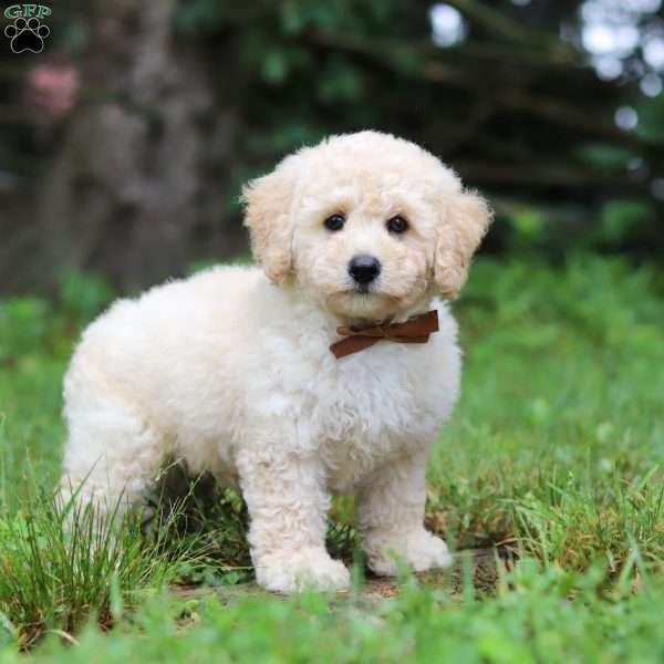 Charlie, Bich-Poo Puppy